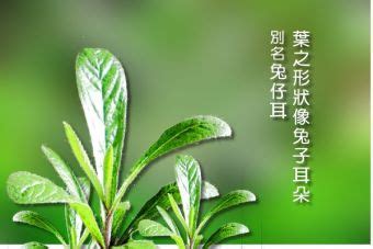 生毛將軍肺積水|本草養生: 生毛將軍